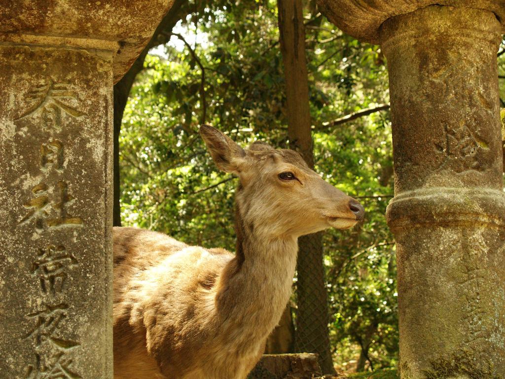 Guesthouse Nara Komachi Exteriér fotografie